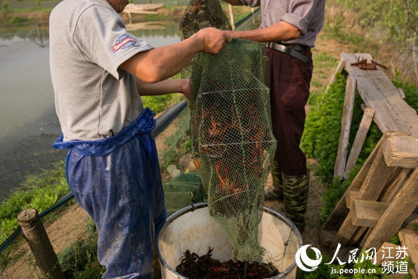 圖為南京浦口簡(jiǎn)諾種植專業(yè)合作社養(yǎng)殖的小龍蝦。受訪對(duì)象供圖