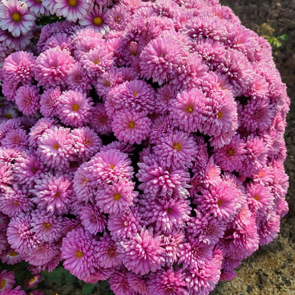 “太空菊”在南農(nóng)大湖熟菊花基地綻放。江融宣供圖