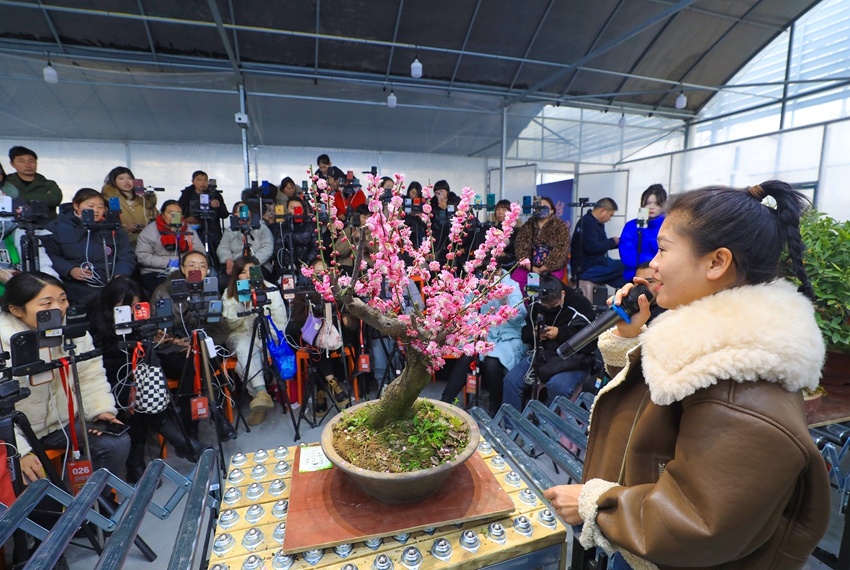 數十名花木電商主播通過矩陣直播與粉絲互動，提升銷量。丁華明攝