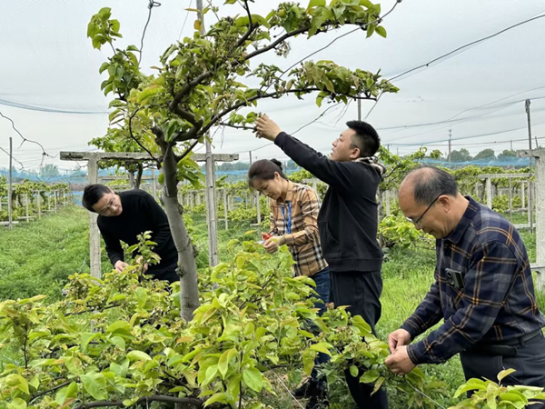 儀征煙草團支書帶領志愿者與果農探討種植技術。儀征煙草供圖