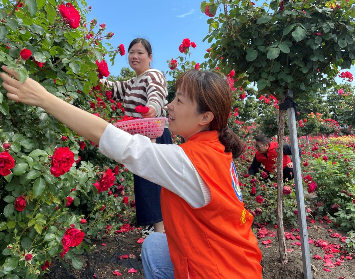 “同心圓”黨員志愿者幫村民采摘玫瑰。寶應煙草供圖