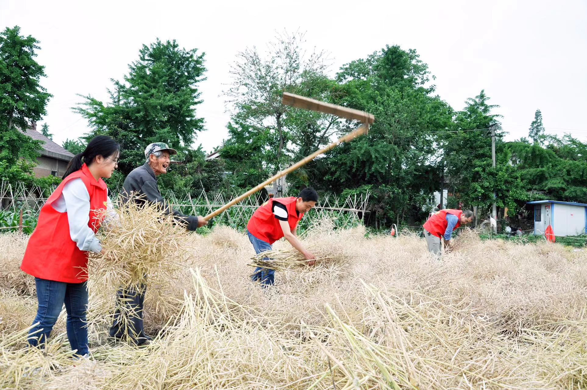 志愿者到放牛頭村幫助老人收割油菜。徐云攝