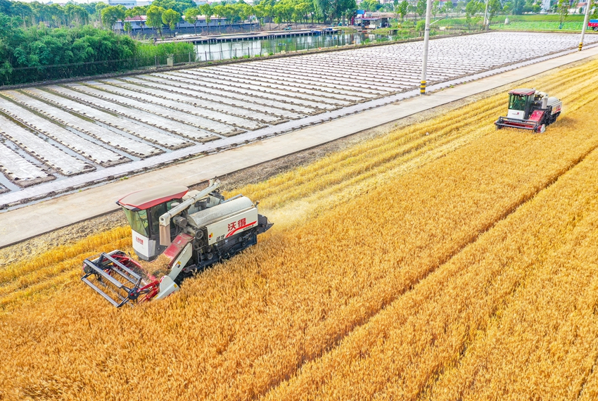 一三家庭農場里小麥正在收割。盛義攝