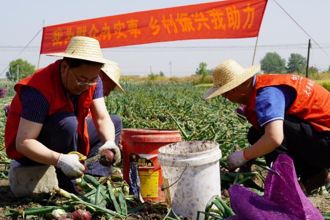 黨員志愿者協(xié)助村民采收洋蔥。大豐煙草供圖