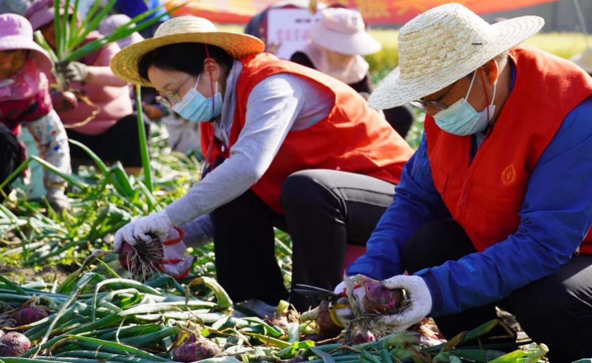 黨員志愿者協助村民采收洋蔥。大豐煙草供圖