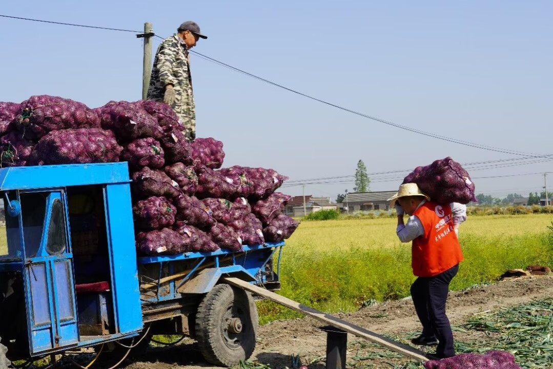 黨員志愿者將洋蔥裝車。大豐煙草供圖