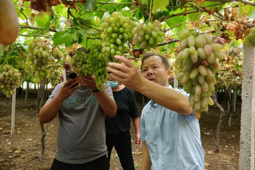 鎮江市農業科學院專家指導農戶種植葡萄。句容煙草供圖