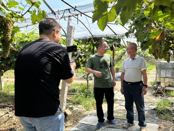 在葡萄果園內開展助農直播。太倉煙草供圖