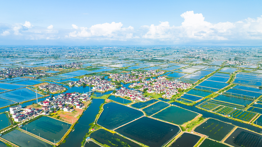 航拍興化市大閘蟹養殖基地。周社根攝