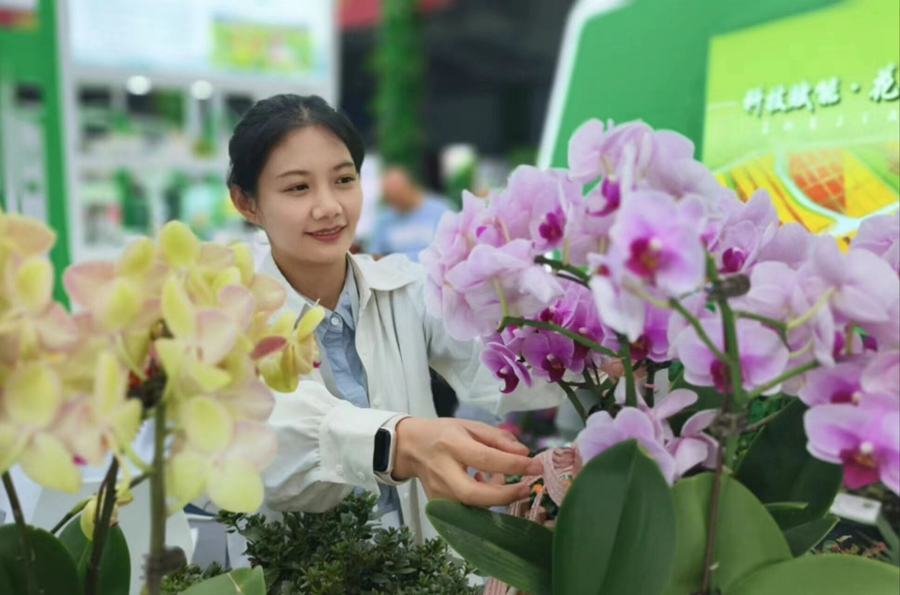 第十屆沭陽花木節現場展示的蝴蝶蘭。丁華明攝