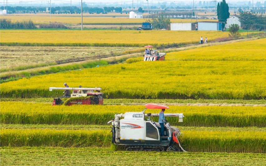 收割機在田間來回穿梭。周社根攝