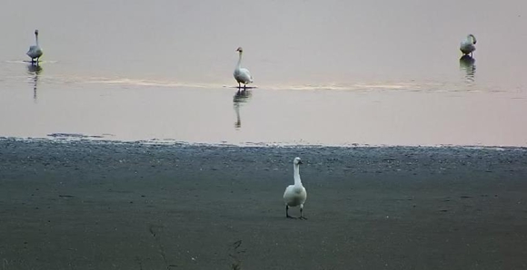 小天鵝在湖畔嬉戲。馬洲島監(jiān)控截圖