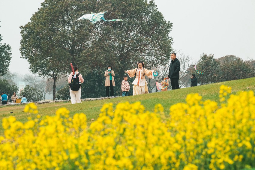 油菜花開，春意盎然。高淳慢城管委會供圖