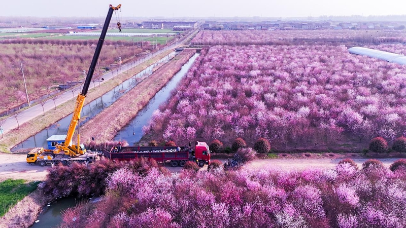 沭陽(yáng)縣桑墟鎮(zhèn)榆葉梅基地，工人正在裝車發(fā)貨。胡夢(mèng)倩攝