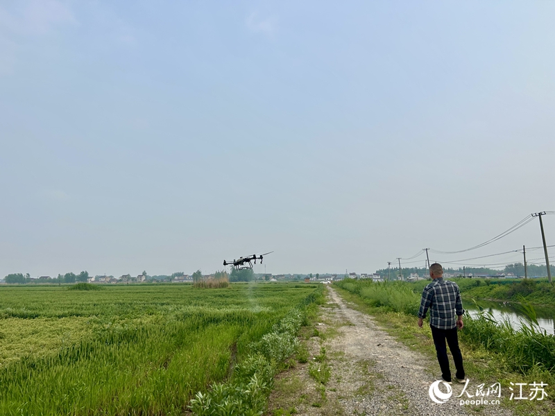 無人機正在進行小麥病害防治。人民網 王丹丹攝