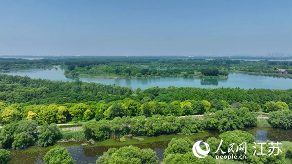 南京長江新濟洲國家濕地公園綠意翻涌。人民網 黃啟源攝