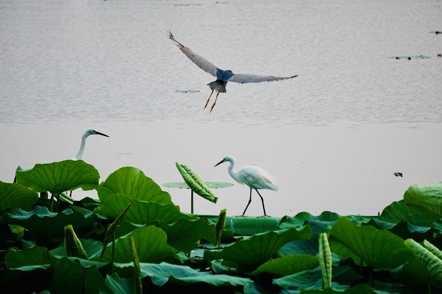 莫愁湖公園里的鳥(niǎo)類(lèi)。汪志勤攝