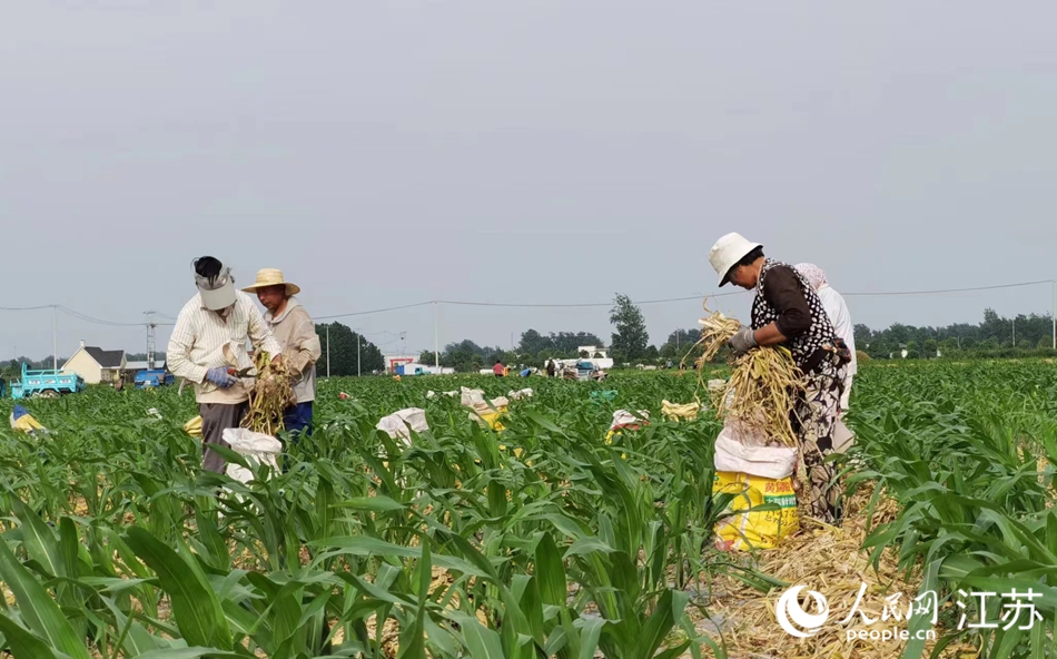 蒜農(nóng)在田間勞作。人民網(wǎng) 楊維瓊攝