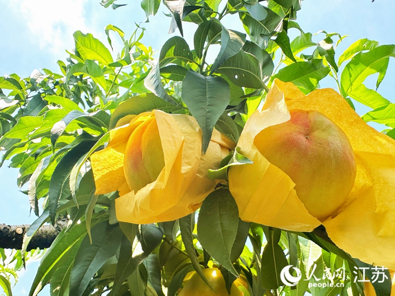 蔡盼紅家種植的今夏最后一批“晚湖景”桃。人民網(wǎng) 周夢(mèng)嬌攝