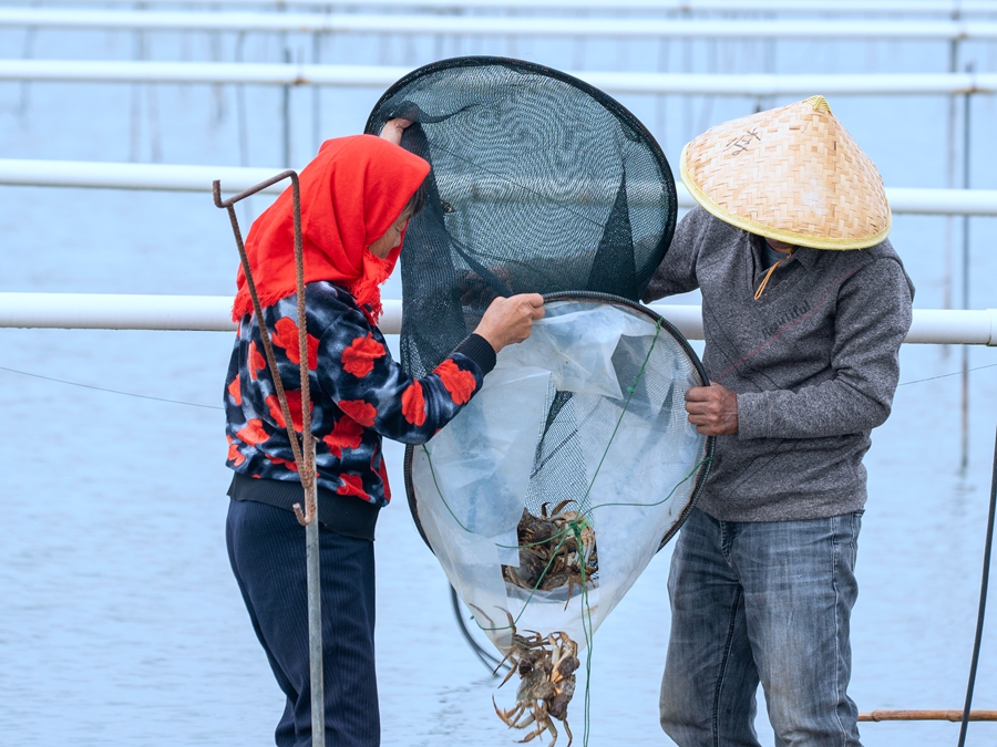 在興化市新垛鎮孫家村螃蟹養殖基地，蟹農正在捕撈大閘蟹。周社根攝