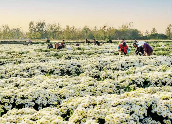 菊花采摘現場。響水縣委宣傳部供圖